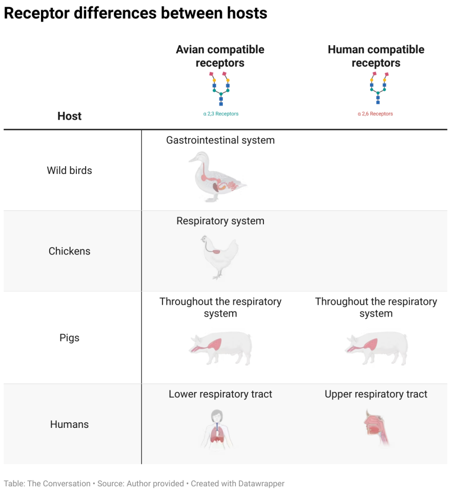 Receptor difference between host graph avian influenza bird flu